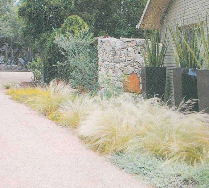 墨西哥羽毛草在景观中的十种用法