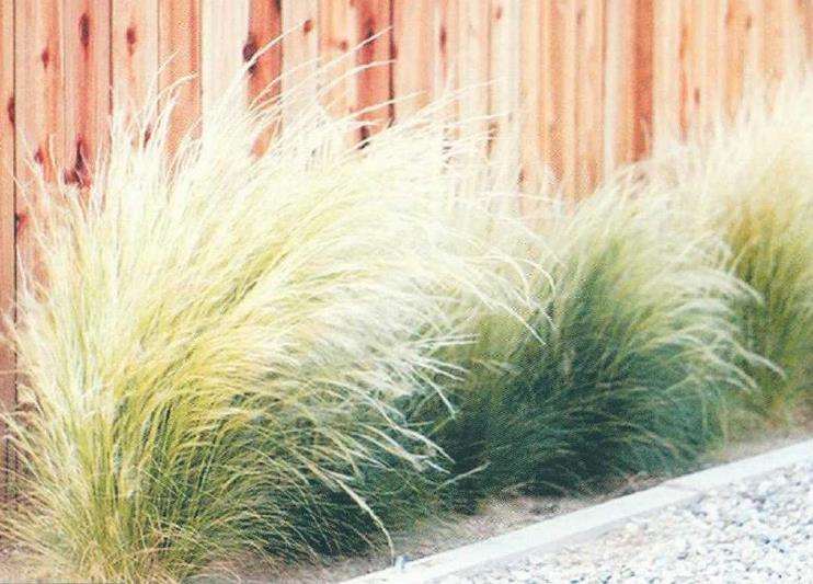 墨西哥羽毛草在景观中的十种用法