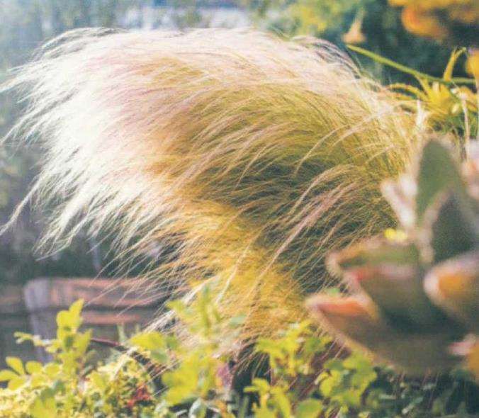 墨西哥羽毛草在景观中的十种用法