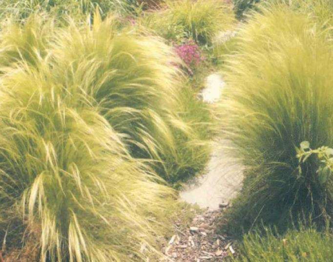 墨西哥羽毛草在景观中的十种用法