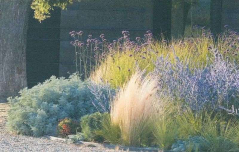 墨西哥羽毛草在景观中的十种用法