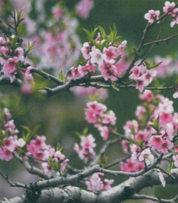 湖北花木盆景协会召开线上座谈会