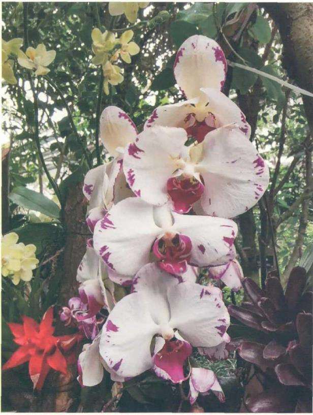 2020 疫情下全球花卉发展的4个新举措