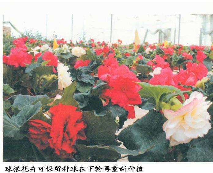 2020 疫情下全球花卉发展的4个新举措