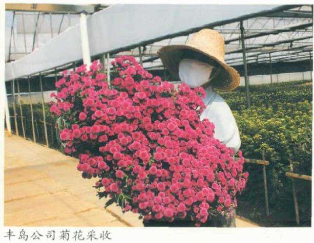 疫情下全球花卉发展的4个新举措