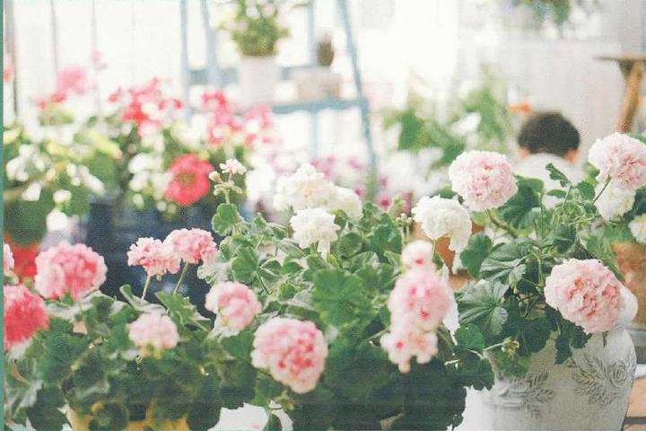 在洒满阳光的阳台上做一个花园梦