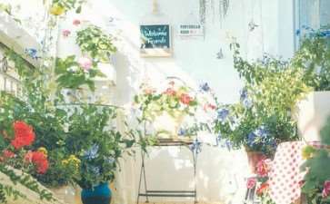 在洒满阳光的阳台上做一个花园梦