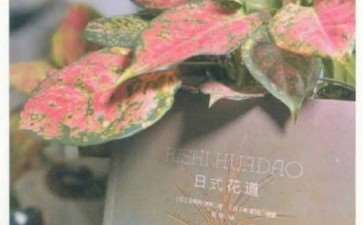 《日式花道》修订出新啦 图片