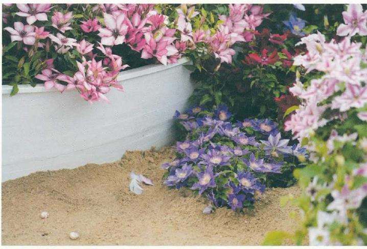 花园大会花园景观选登