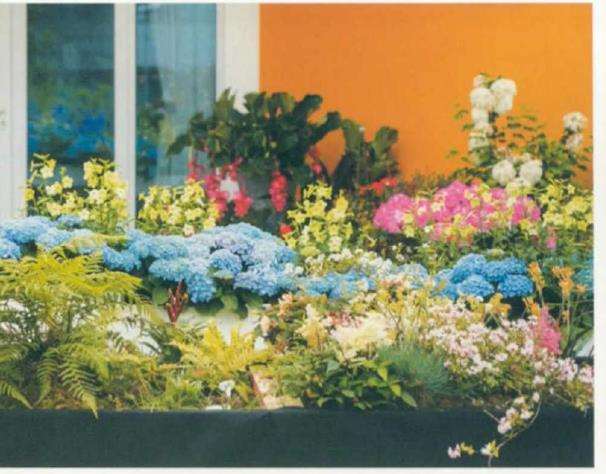 2020 花园大会花园景观选登 图片