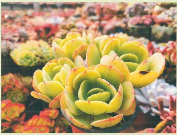 夏季高温怎么养护多肉植物的方法