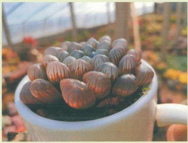 夏季高温怎么养护多肉植物的方法