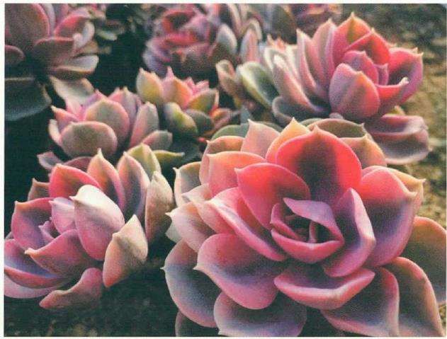 夏季高温怎么养护多肉植物的方法 图片