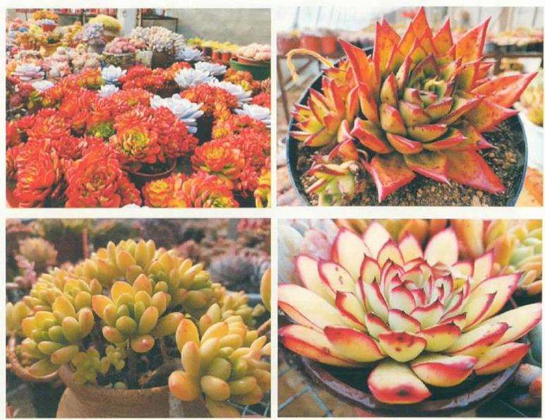 夏季高温怎么养护多肉植物的方法 图片