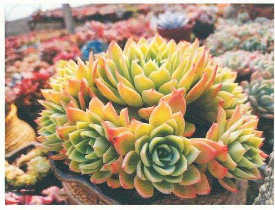 夏季高温怎么养护多肉植物的方法 图片