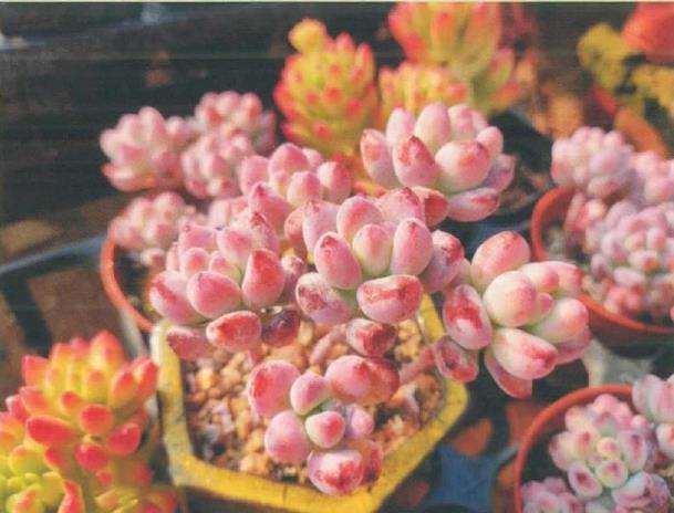 夏季高温怎么养护多肉植物的方法 图片