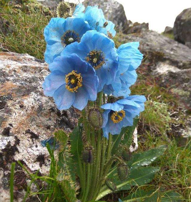 绿绒蒿首次平原露地栽培开花 图片