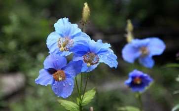 绿绒蒿首次平原露地栽培开花 图片