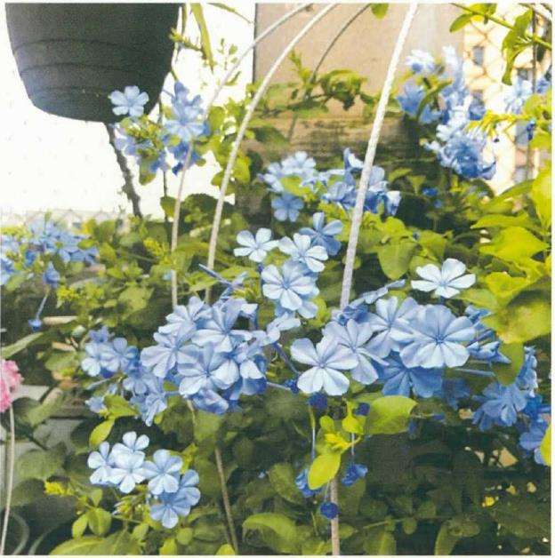 夏日蓝雪花怎么种养的3个技巧