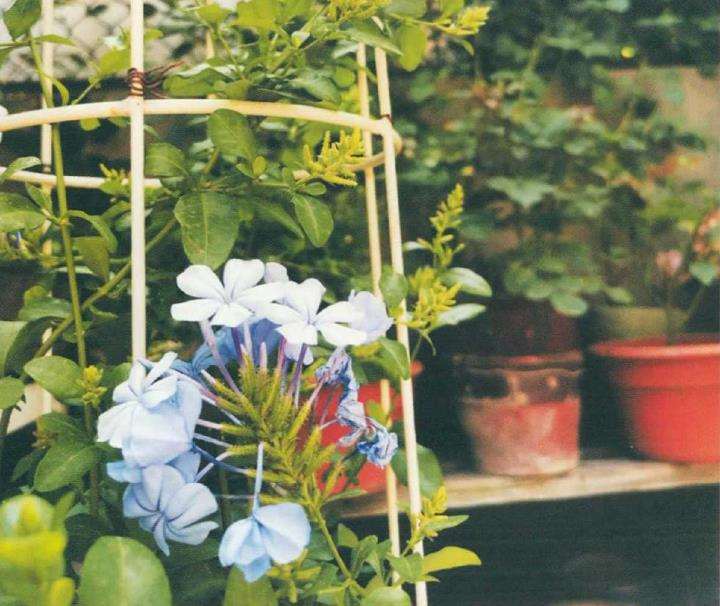 夏日蓝雪花怎么种养的3个技巧