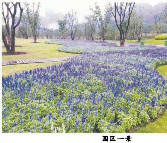 江西龙虎山花语世界景区占地100亩