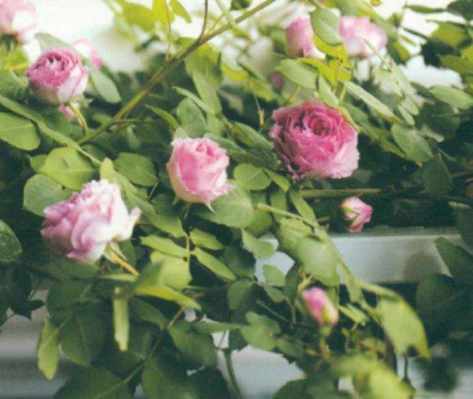 江南姑娘打理的私家花园会是怎样的呢