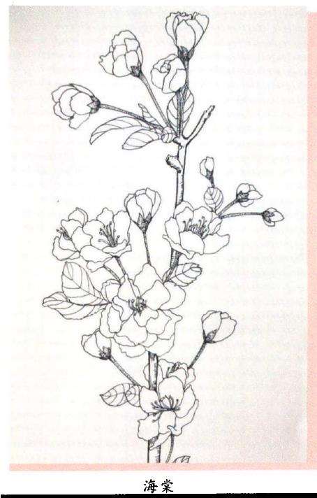 海棠花也成了我们表达情感的寄托