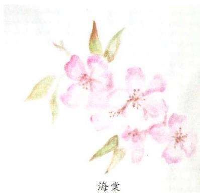 海棠花也成了我们表达情感的寄托