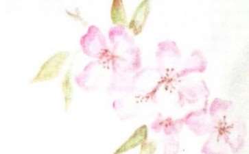 海棠花也成了我们表达情感的寄托