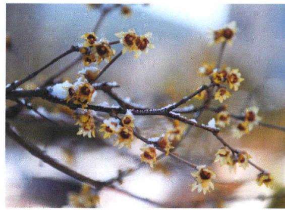 人们时常把腊梅和梅花混淆