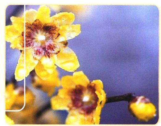 人们时常把腊梅和梅花混淆