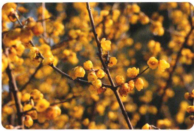 人们时常把腊梅和梅花混淆