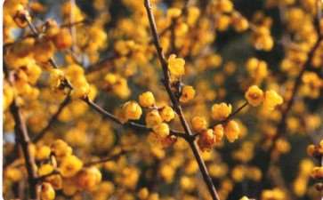 人们时常把腊梅和梅花混淆 认为同一树种