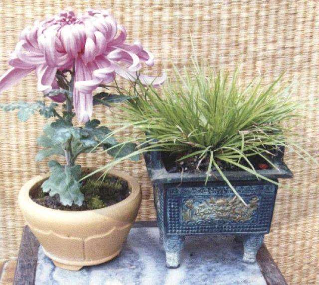 案头菊怎么扞插定植的5个方法 图片