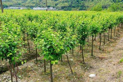 造成好苗木过剩 市场饱和的原因是什么