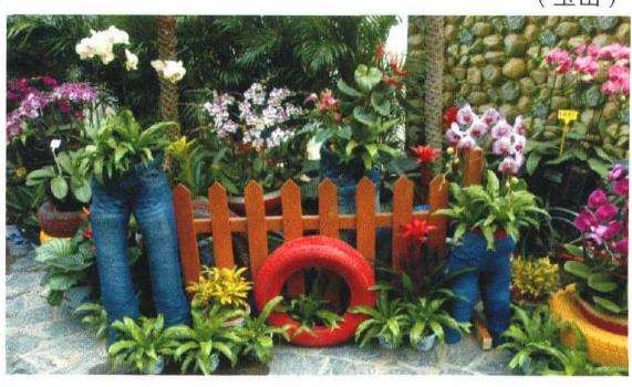 郑州植物园举办2018迎春花展