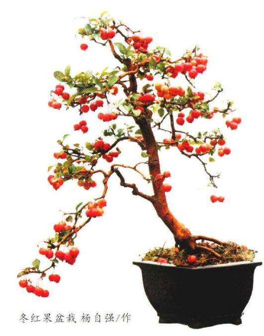 冬红果盆景怎么施肥养护