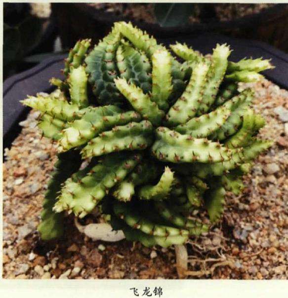 飞龙多肉怎么扞插嫁接的3个方法