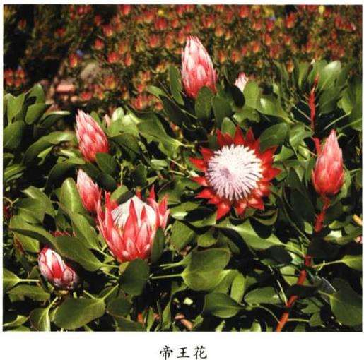 五月六月新西兰常见花卉植物辨识 下 图片