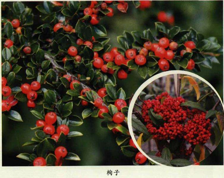 五月六月新西兰常见花卉植物辨识 下 图片