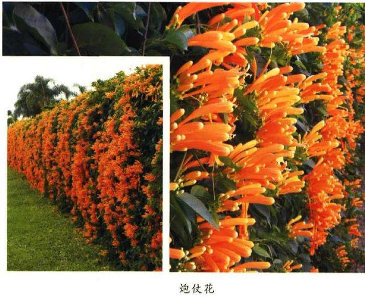 五月六月新西兰常见花卉植物辨识 下 图片