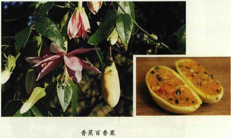 五月六月新西兰常见花卉植物辨识 下 图片