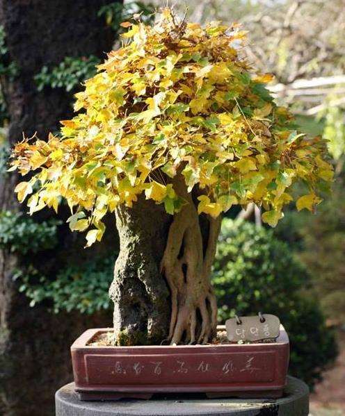 银杏盆景怎么栽植管理的4个方法 图片