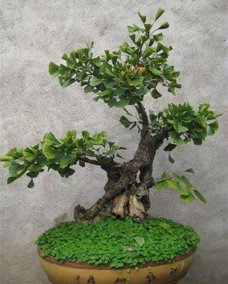 银杏盆景怎么施肥排水