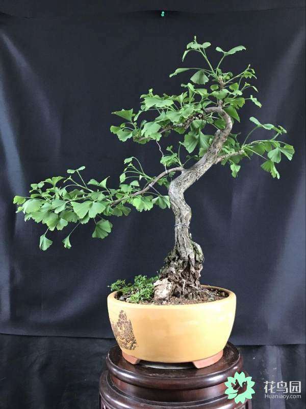 银杏盆景苗木怎么移植