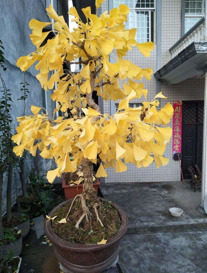 银杏盆景病虫害怎么防治