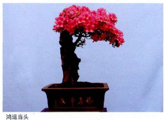 杜鹃盆景怎么土壤施肥