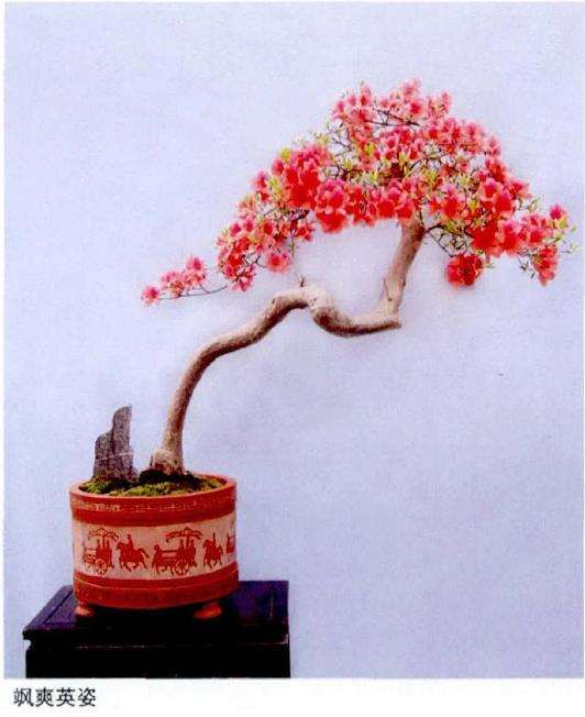 杜鹃盆景怎么剪扎造型