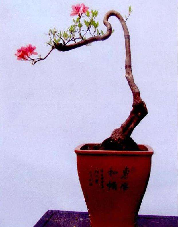 杜鹃盆景怎么剪扎造型