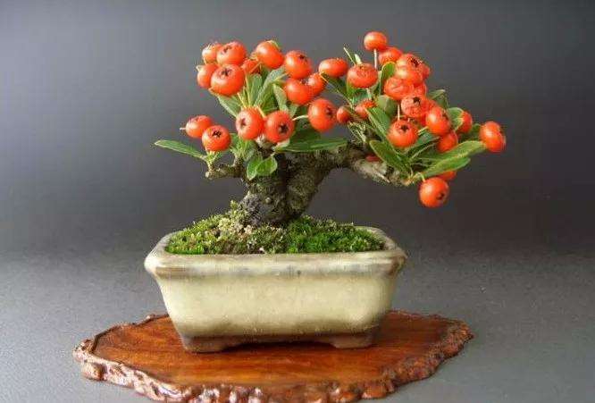 火棘盆景怎么剪扎保型的3个方法